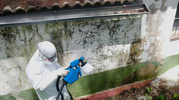 Trusted Mold Testing service in Stanwood, MI - Cheap Mold Removal